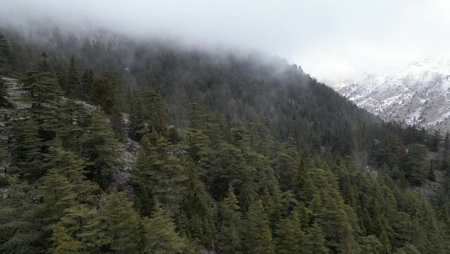 tar and cedar forests and the magnificent mountains of the Mediterranean