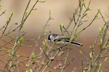 A Long-tailed tit (Aegithalos caudatus) perched in a tree.