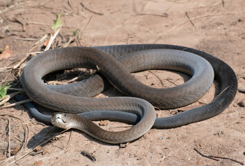 Black Mamba (Dendroaspis polylepis)