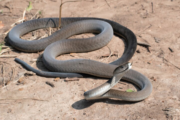 Black Mamba (Dendroaspis polylepis)