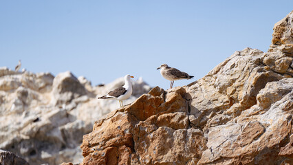 Gaviota Cabo Blanco 2 