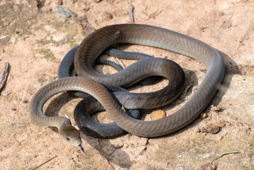 Black Mamba (Dendroaspis polylepis)