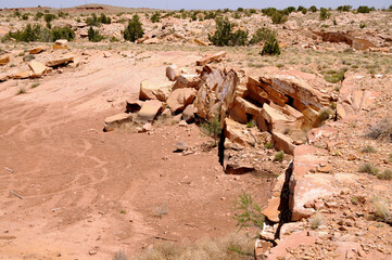 Obraz premium Petrified Forest Arizona