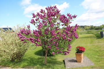 Blooming lilac tree. Sweden