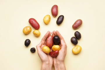 Female hands holding heap of raw potatoes on color background