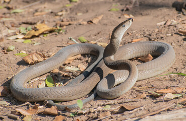 Black Mamba (Dendroaspis polylepis)