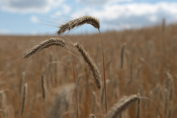 Kornfeld im Sommer bei blauen Himmel mit Wolken