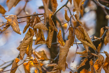 Dry dead yellow leaves in a hedge.