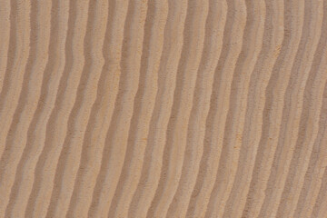 Fototapeta na wymiar Texture of wood with stripes. Texture of natural African wood with zebra pattern. High resolution photo of a brown black board.