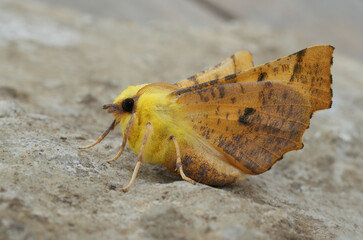 Closeup on the colorful Canary-shouldered Thorn moth, Ennomos alniaria, sitting with open wings