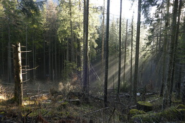Morning sun rays break through the pine forest by Morskie Oko, in Tatra mountains, Poland © Zoltan