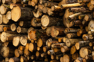 Large pile of logs ready to be shipped by boat.