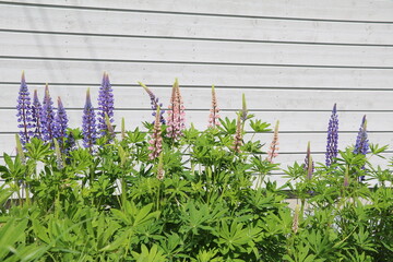 Lupinus polyphyllus blooming in the garden, Sweden