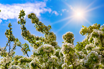 Blossoming pear against the blue sky and the bright sun.