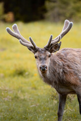 Wild red deer (cervus elaphus) with growing antler during rut in wild autumn nature, in rut time,wildlife photography of animals in natural environment,