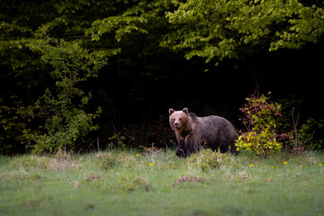 Brown bear very close in wild nature during rut,colorful nature near forest,wild Slovakia, useful for magazines and papers