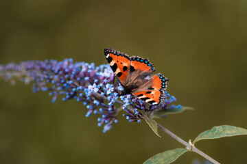 Beautiful peacock butterfly sitting on nice flower in the garden,beautiful background for computer screen or mobile screen, amazing close up view on butterfly 