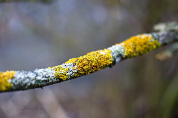 A tree branch overgrown with moss