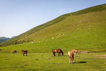 Fototapeta na wymiar wild horses in the pyrenees