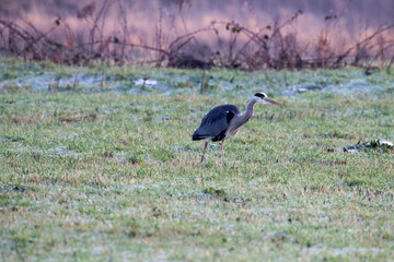 A stunning animal portrait of a Grey Heron in a field