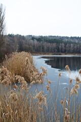 Freezing lake overgrown with reeds in the background of the forest