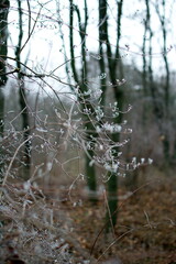 Frozen branches in the background of the forest
