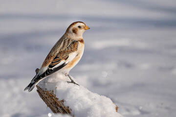 Snow bunting bird in snow on cold winter day.