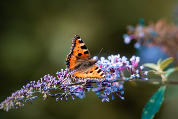 Beautiful peacock butterfly sitting on nice flower in the garden,beautiful background for computer screen or mobile screen, amazing close up view on butterfly 