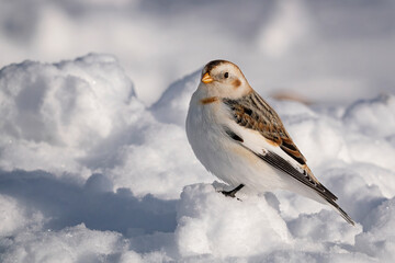 Snow bunting bird in snow on cold winter day