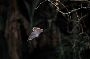 bat is flaying at night