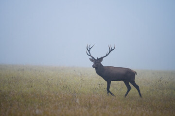 Wild red deer (cervus elaphus) during rut in wild autumn nature, in rut time,wildlife photography of animals in natural environment