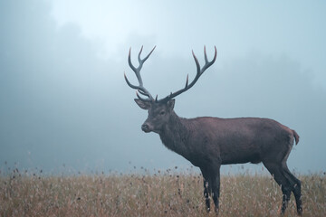 Wild red deer (cervus elaphus) during rut in wild autumn nature, in rut time,wildlife photography of animals in natural environment