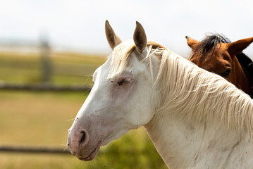 Fototapeta na wymiar white horse portrait
