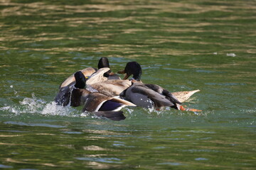 A large group of wild ducks fight together on the water