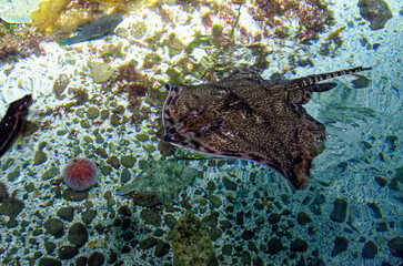 Atlantic Sea Park in Alesund - Norway