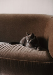 Graue schöne Katze liegt auf dem Sofa 