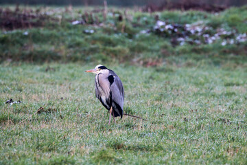 A stunning Grey Heron standing in a field