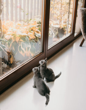 Zwei Baby Katzen sitzen am Fenster 