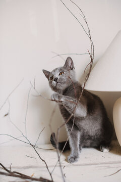 Junge schöne Katze spielt mit einem Zweig 
