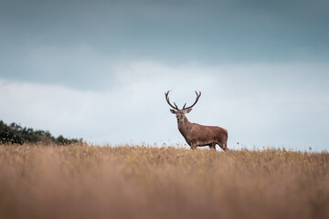 Wild red deer (cervus elaphus) during rut in wild autumn nature, morning fog on the meadow,wildlife photography of animals in natural environment,SlovakiaWild red deer (cervus elaphus) during rut 