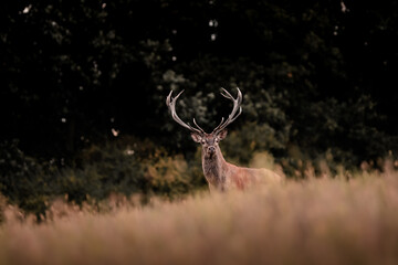 Wild red deer (cervus elaphus) during rut in wild autumn nature, morning fog on the meadow,wildlife...