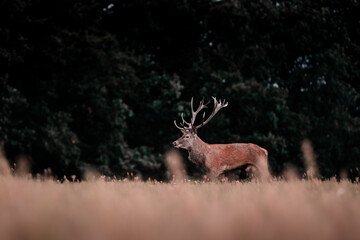 Wild red deer (cervus elaphus) during rut in wild autumn nature, morning fog on the meadow,wildlife...