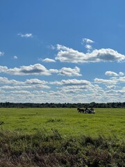 Fototapeta premium landscape with sky