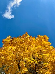 Fototapeta premium autumn trees in the mountains