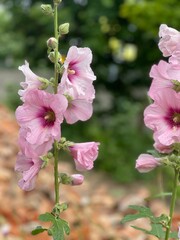 pink flowers