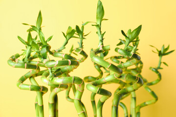 Fototapeta na wymiar Bamboo stems on yellow background, closeup