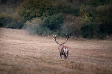 Wild red deer (cervus elaphus) during rut in wild autumn nature, morning fog on the meadow,wildlife photography of animals in natural environment,SlovakiaWild red deer (cervus elaphus) during rut in w