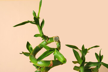 Fototapeta na wymiar Bamboo stems on beige background, closeup