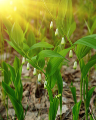 spring lilies of the valley among the forest