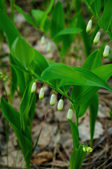 Obraz premium Lily of the valley Convallaria majalis, blooming in the spring forest